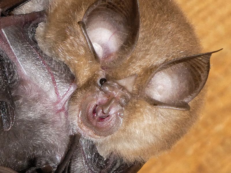 Fledermäuse leiden unter Giftstoffen und Lebensraumverlust