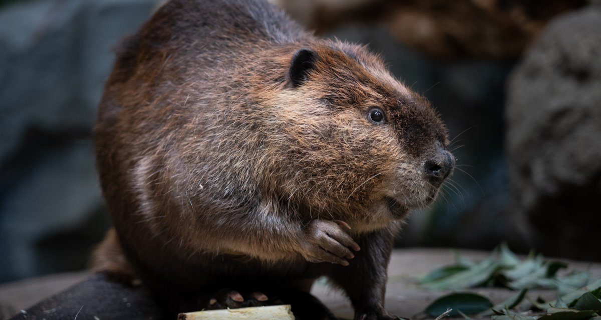 WTF: Biber verursacht Internetausfall in einem Teil von Kanada