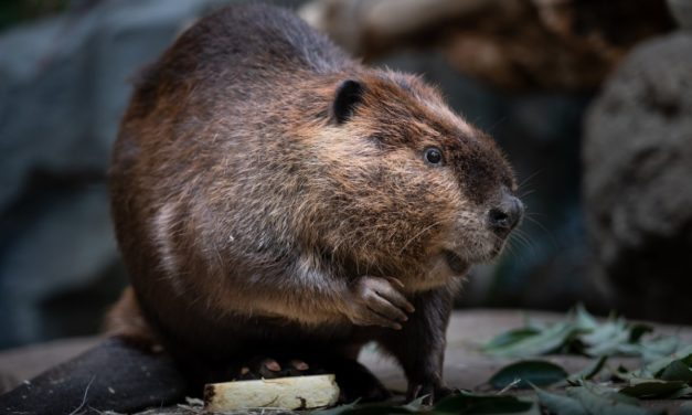 WTF: Biber verursacht Internetausfall in einem Teil von Kanada