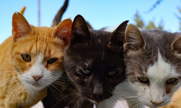 Katzen kennen die Namen ihrer tierischen und menschlichen Mitbewohner