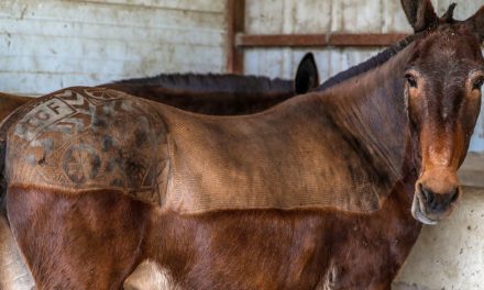 Die Römer brachten das Maultier über die Alpen