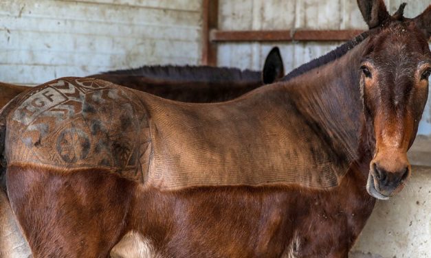 Die Römer brachten das Maultier über die Alpen