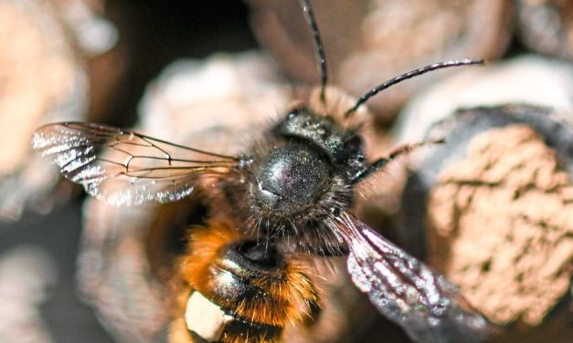 Weniger Winterverluste bei Bienen in Österreich