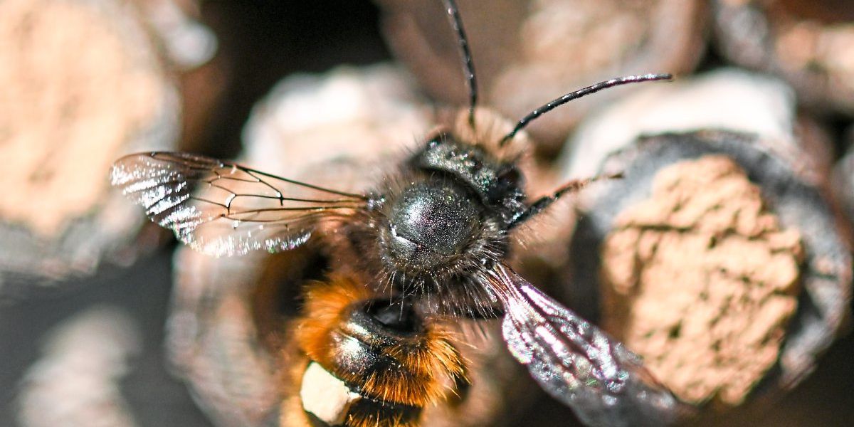 Weniger Winterverluste bei Bienen in Österreich