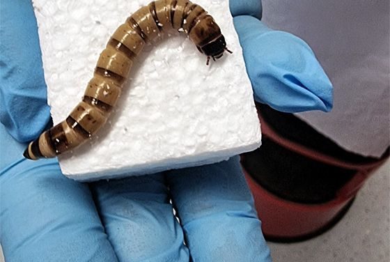 Superwürmer fressen Styropor und nehmen dabei sogar zu