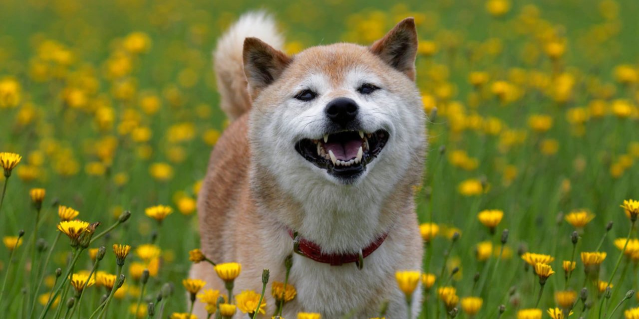 Krypto-News: Diese 3 Neuigkeiten machen gute Laune