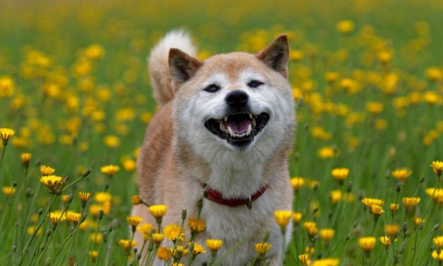 Krypto-News: Diese 3 Neuigkeiten machen gute Laune