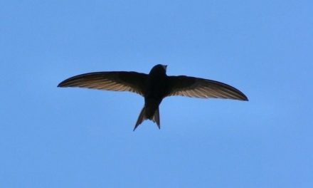 Programmiersprache Swift erhält Language Workgroup