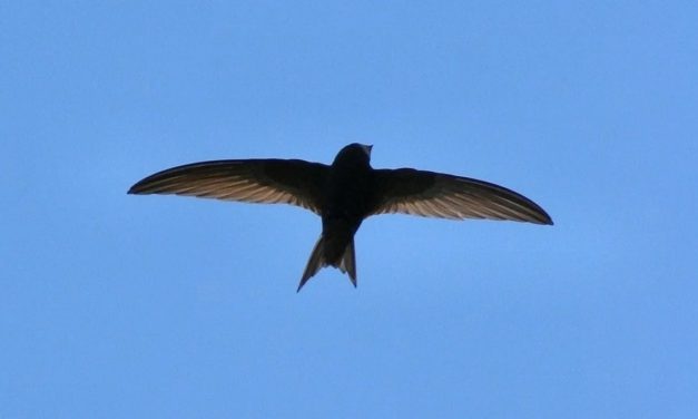 Programmiersprache Swift erhält Language Workgroup