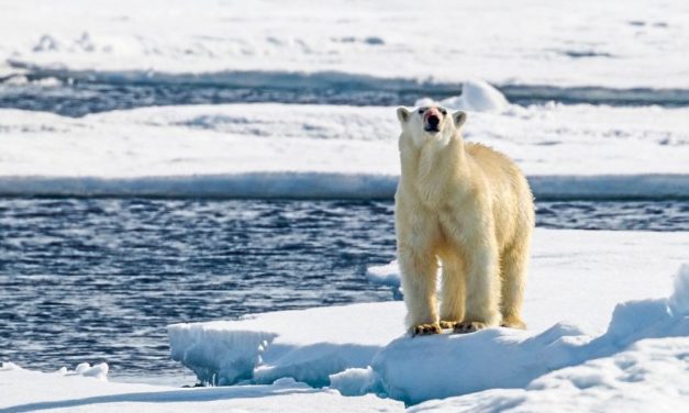 Der Eisbär, der dem Meereis entsagte