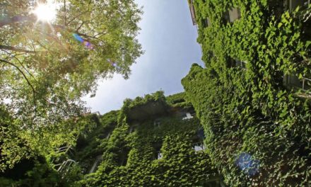 Grüne Fassaden lindern die Hitze der Stadt