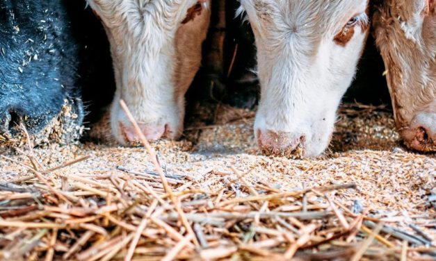 Von Tierfutter bis Düngemittel: Neue Chancen für die Biokohle