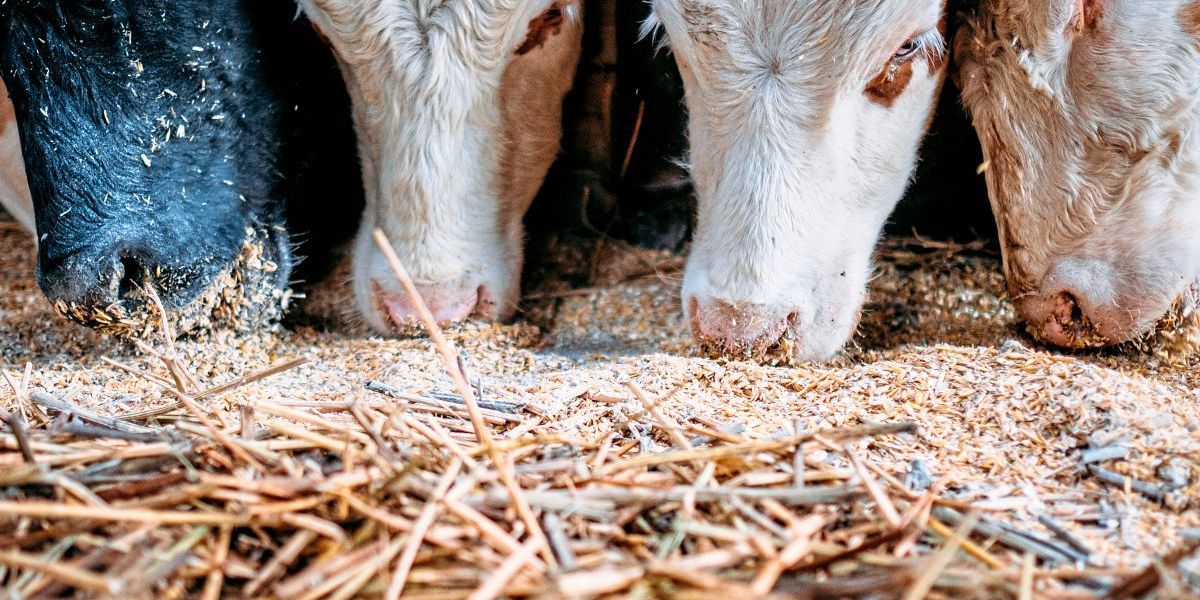 Von Tierfutter bis Düngemittel: Neue Chancen für die Biokohle