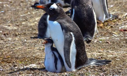 Ubuntu Core 22: Neuer Kernel, Modellpflege und erzwungenes Softwaremanagement