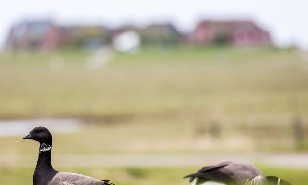 Steigender Meeresspiegel raubt Zugvögeln die Nahrungsgründe