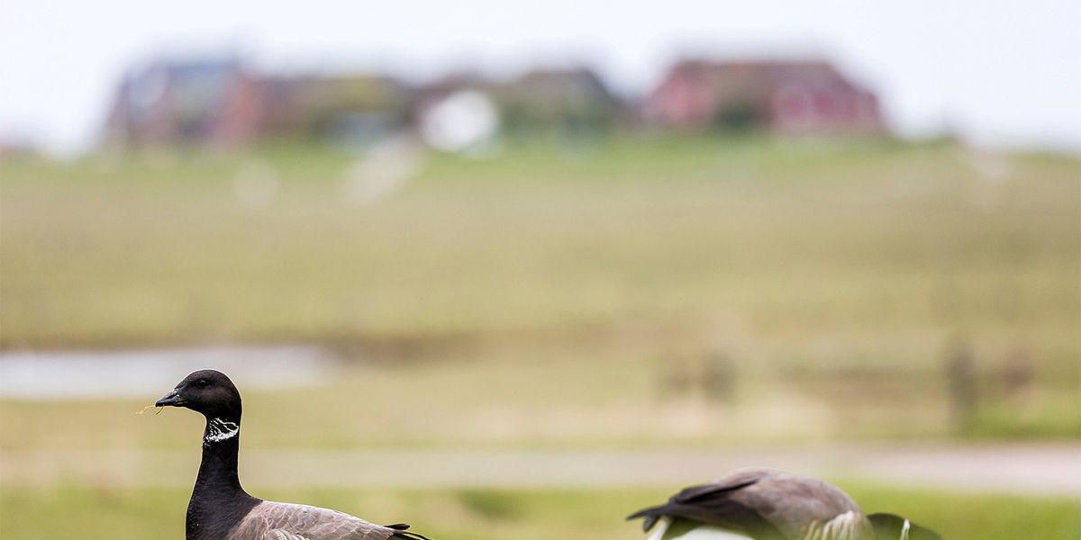 Steigender Meeresspiegel raubt Zugvögeln die Nahrungsgründe