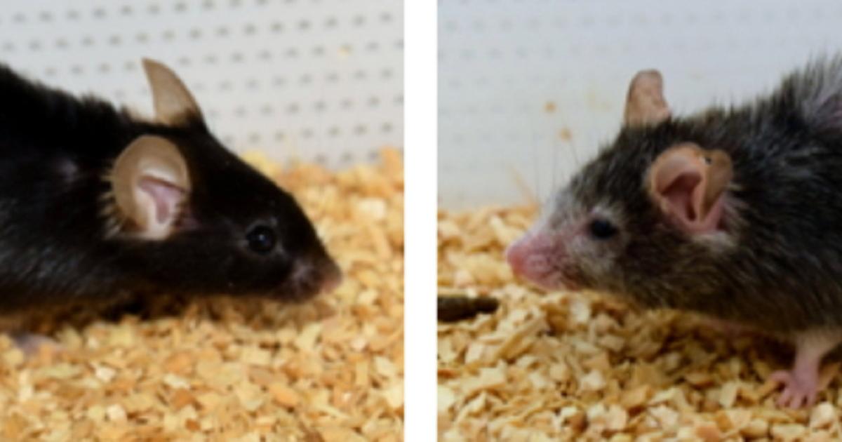 Aus alt mach jung: Was bei Mäusen bereits jetzt schon möglich ist