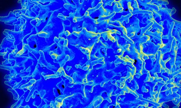 Abwehrzellen, die intelligenter als Computer sind