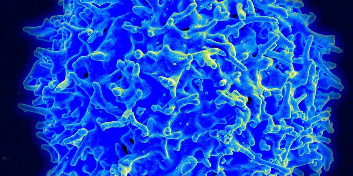 Abwehrzellen, die intelligenter als Computer sind