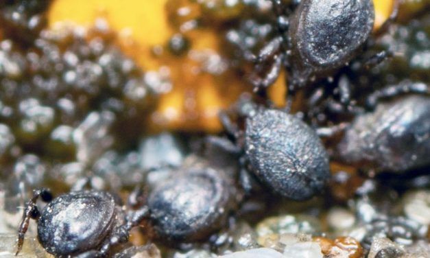 Österreichischer Biologe findet neue Tierarten auf Twitter