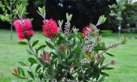 Gartentipp: Volle Sonne für den Pfeifenputzer