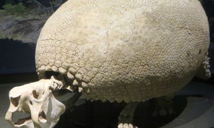 Südamerika: Riesengürteltiere waren für frühe Jäger leichte Beute