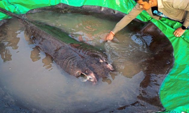 Fischer fing im Mekong größten Süßwasserfisch der Welt