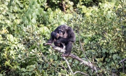 DNA aus Schimpansenkot als Waffe gegen illegalen Handel mit Menschenaffen