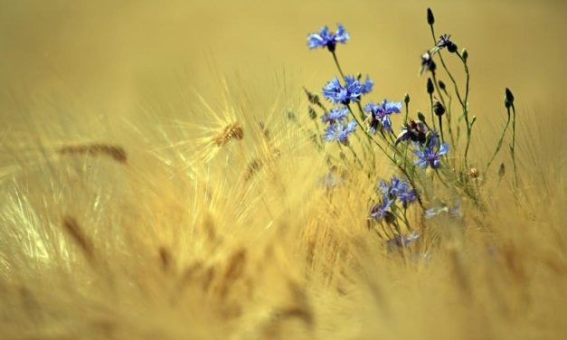 Landwirtschaftsvertreter werfen kritischen Blick auf den Green Deal