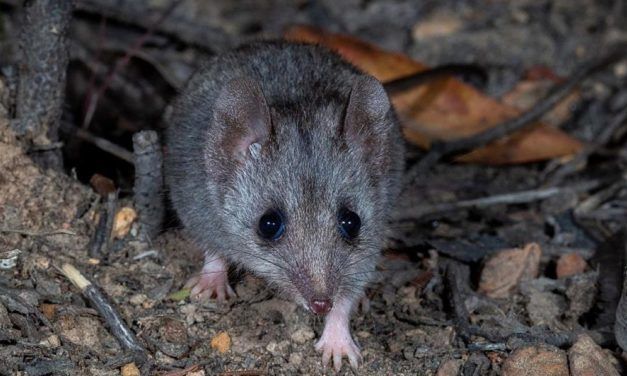Katzen könnten australische Schmalfußbeutelmaus ausrotten