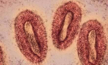 Affenpocken: Lässt sich die globale Ausbreitung noch stoppen?