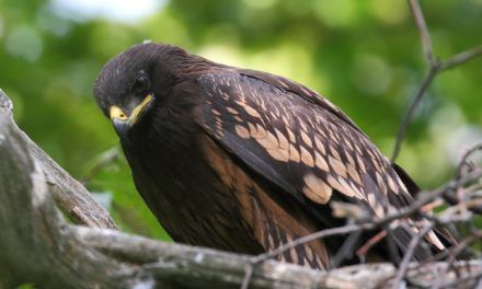 Adlik Eagle 0.5: Deep-Learning-Modelle schneller produktiv einsetzen