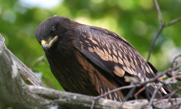 Adlik Eagle 0.5: Deep-Learning-Modelle schneller produktiv einsetzen