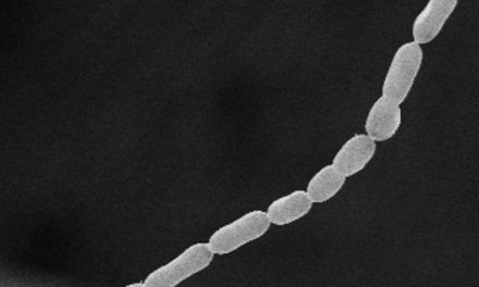 Mit Abstand größtes bekanntes Bakterium der Welt verblüfft Fachleute