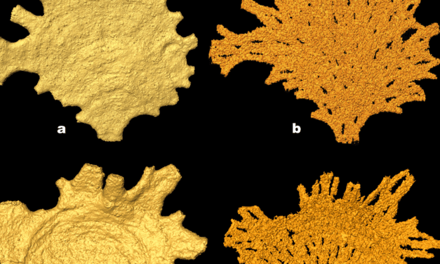 Forschende fanden heraus, warum riesige Einzeller stinken