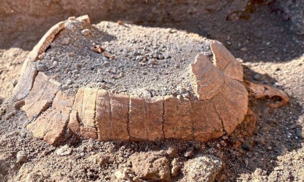 Katastrophe von Pompeji: Auch eine Schildkröte mit Ei wurde verschüttet