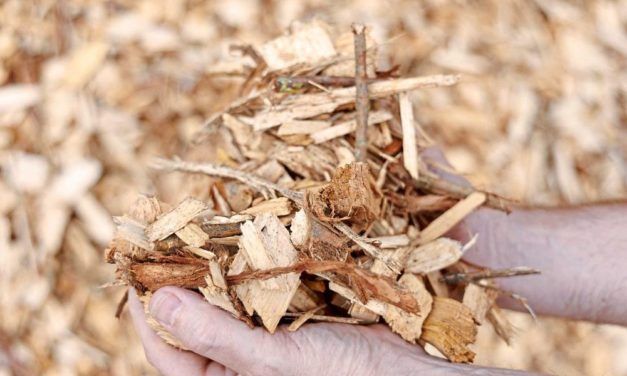 Bakterien können Holzabfälle in Kunststoff umwandeln