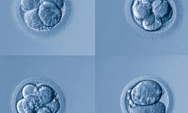 Wie aus einem Zellhaufen komplexes Leben entsteht