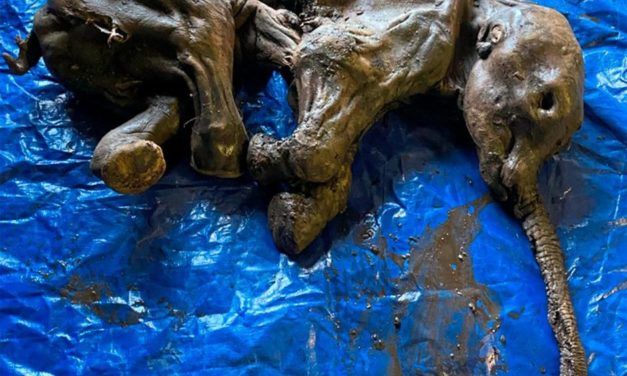 Gefrorenes Baby-Mammut im kanadischen Yukon entdeckt