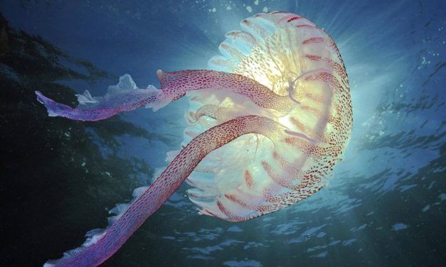 Vor welchen Quallen Sie sich in Acht nehmen sollten