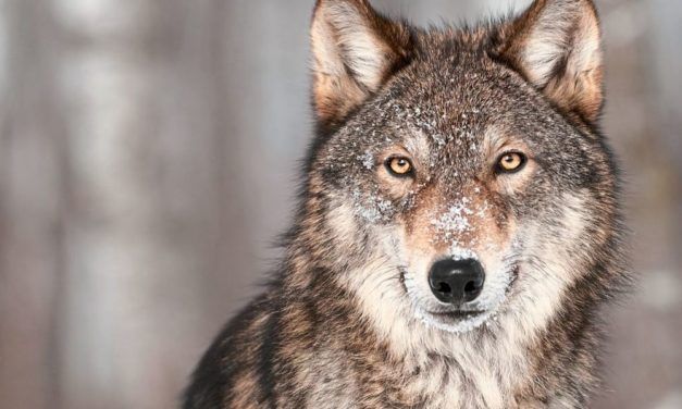 Neue Einblicke in die rätselhafte Geschichte unserer Hunde