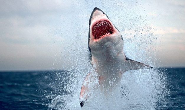 Orcas machen zunehmend Jagd auf Weiße Haie vor Südafrika