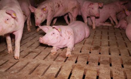 Neuer Bauernbund-Direktor Süß zu Schweinebauern: „Darf nicht alle in einen Topf schmeißen“