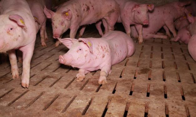 Bauernbund-Direktor Süß zu Schweinebauern: „Darf nicht alle in einen Topf schmeißen“