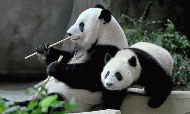 Schon die Vorfahren der Pandas futterten mit zwölf Fingern