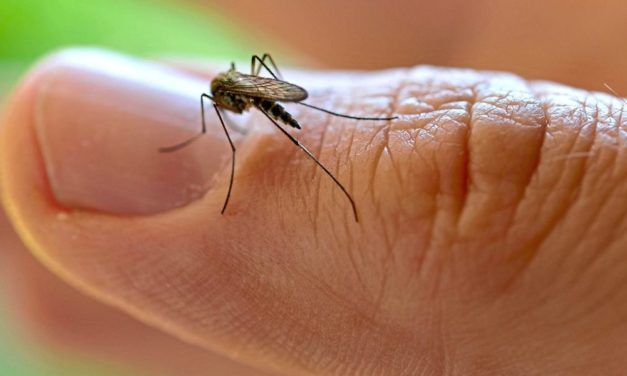 Gelsen werden von Menschen mit Viruserkrankungen besonders angezogen