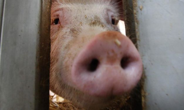 Tierschutz: Aus für Spaltenböden im Schweinestall fixiert