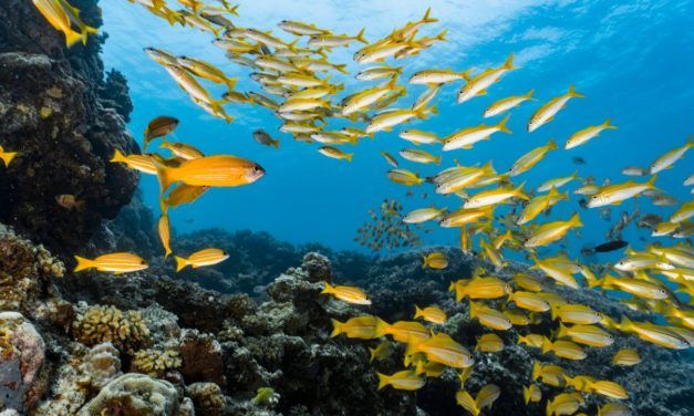 Investment: So investieren Sie in nachhaltige Blue Bonds