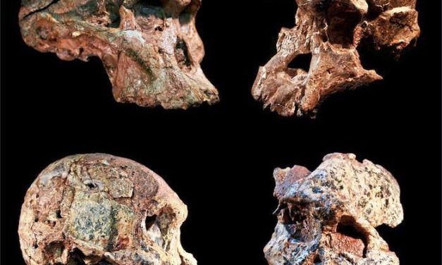 Vorfahren des Menschen älter als gedacht