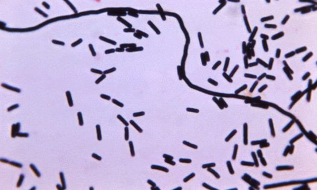 Was unsere Darmmikroben so fressen